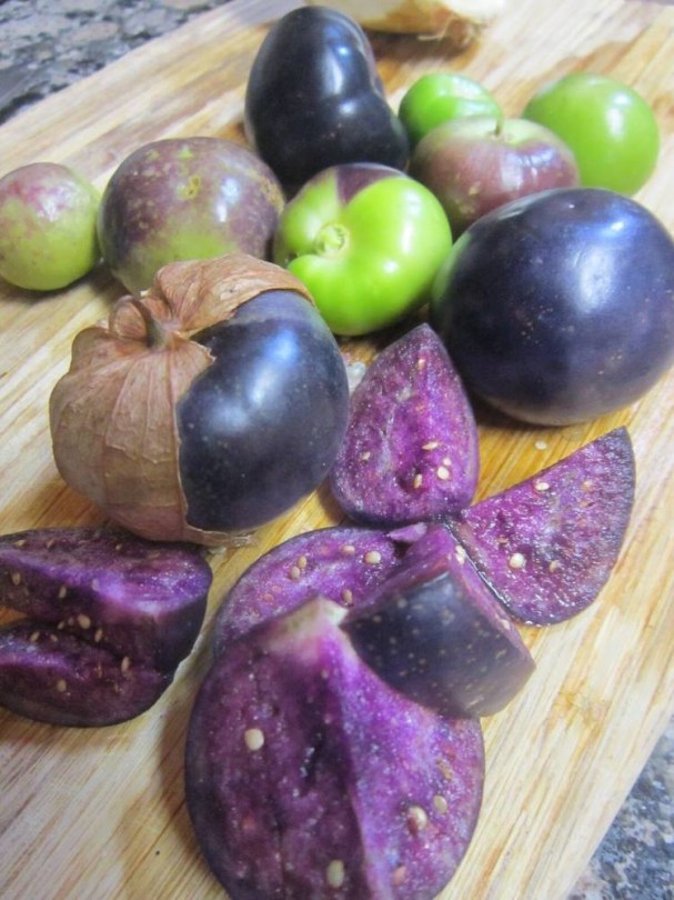 Lila tomatillo - Különleges padlizsánok az Egzotikus Növények Stúdiója kínálatából